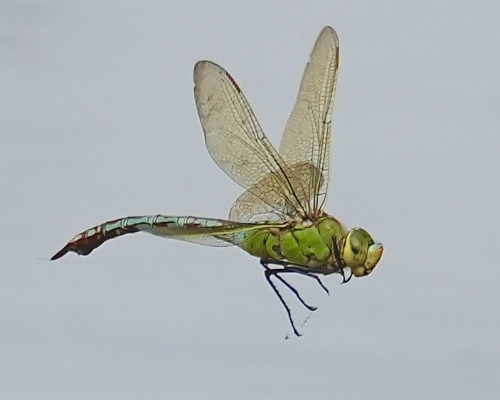 emperor